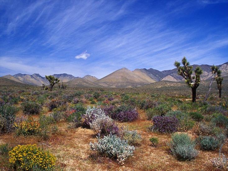 GALERIA krajobraz - Desert_Bloom,_California_Desert_Conservation_Area.jpg