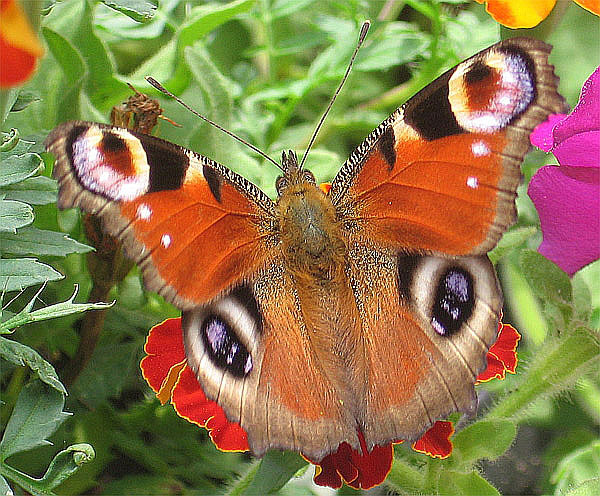 Piękne motyle - MOTYLE 4.jpg