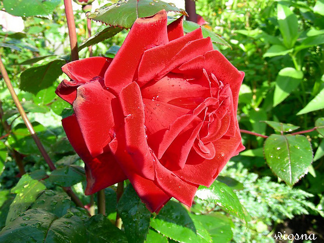 Róża - 29481148.jpg