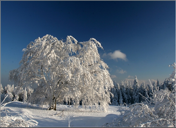 TŁA ZIMOWE - Duzo_sniegu_-_zdjecie_drzewa_zasniezonego_1205.jpga.jpg
