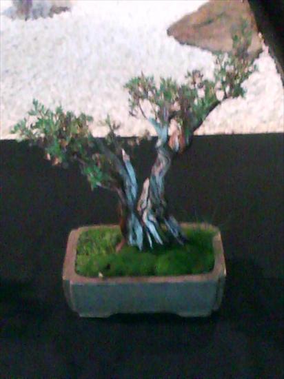 Drzewko Bonsai - Bonsai V.jpg