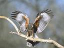 TAPETY ZWIERZETA - TN-harris_hawk_arizona.jpg