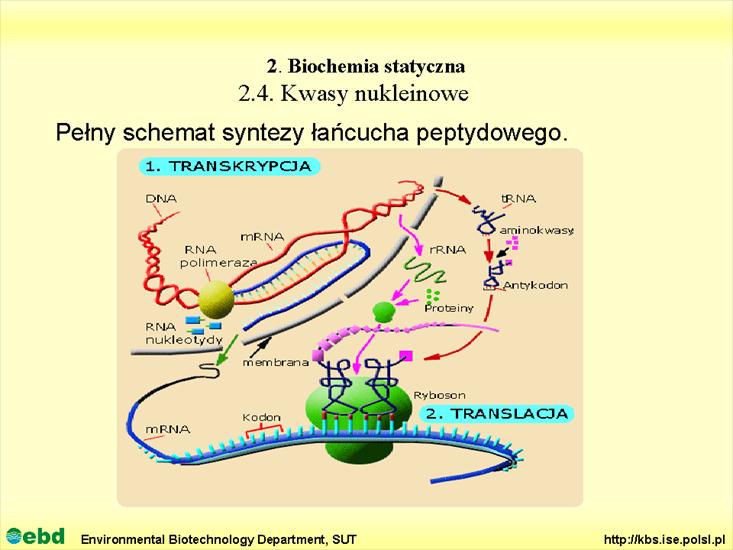 BIOCHEMIA 2 - biochemia statyczna - Slajd77.TIF