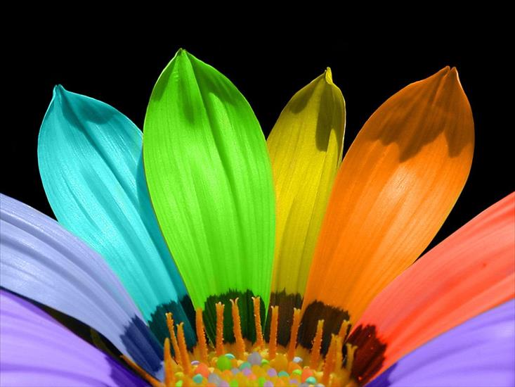 Przeróżne - Rainbow_flower.jpg