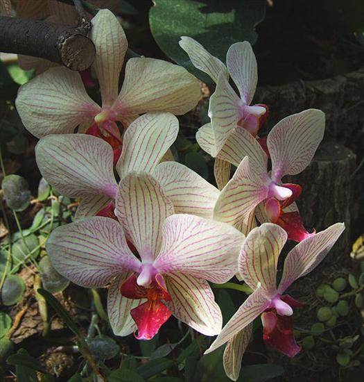 Storczyki - 572px-Phalaenopsis_hybr._a1.jpg