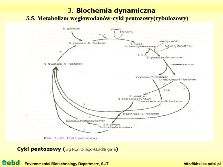 BIOCHEMIA 4- metabolizm tł, cukr, amino, Krebs - Slajd12.TIF