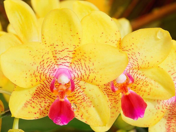 orchidee - red_yellow_flowers-1600.jpg