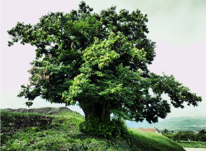 Widoki i krajobrazy - foto meravigliose-albero.jpeg