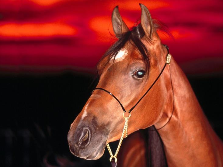 konie - Zwierzęta350.jpg