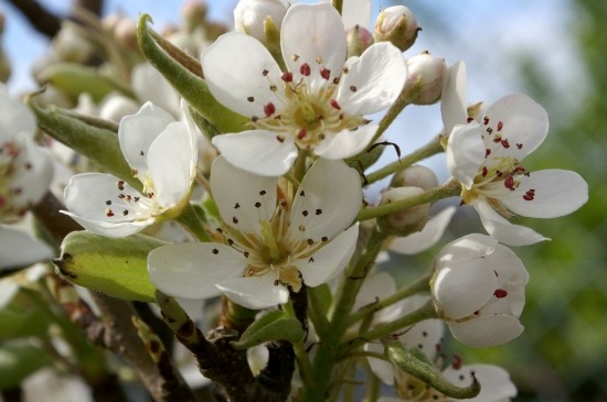  Kolory wiosny - autres_fleurs_douarnenez_france_1216391457_1183802.jpg