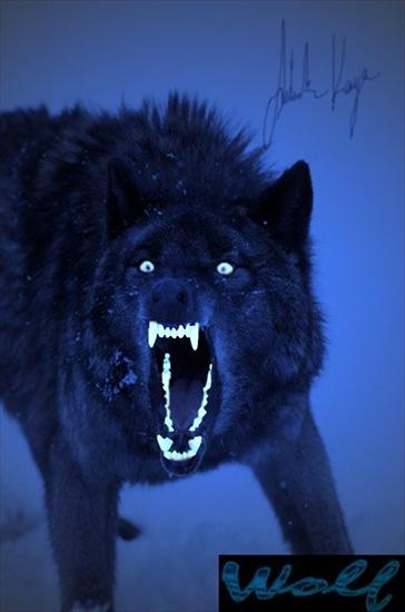 Animals - Neon_Wolf1.jpg