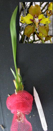 orchidee - cyrtochilum.jpg