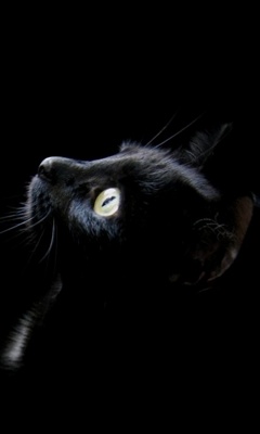 tapety na telefon - Black_Cat.jpg
