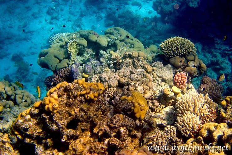 rafa koralowa -  Rafa koralowa11.jpg