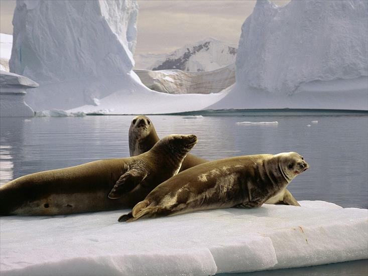 TAPETY ZWIERZĘTA I PTAKI - Seals_at_the_South_Pole_Antarctica.jpg