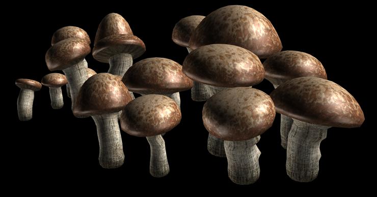 grzyby - mushrooms012.png