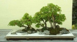 bonsai  lasy-   - 165622arbo1_trident_maple.jpg