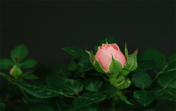 kwiaty - 33_flowers.GIF