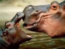 TAPETY ZWIERZETA - TN-hippopotamus_kiss.jpg