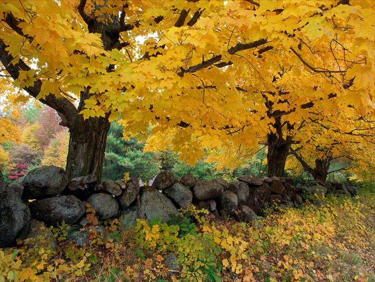 Złota Jesień - A Golden Season in New England - 1600x1200 - ID .jpg