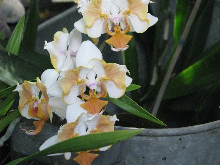 orchidee - IMG_0438.JPG