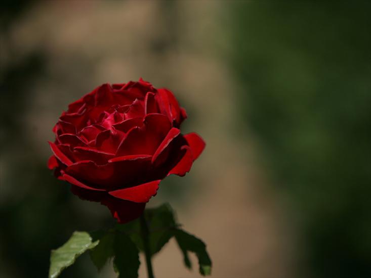 tylko róże - Rose-097.jpg