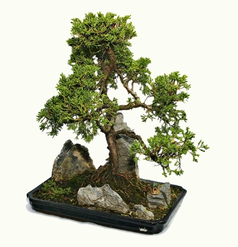 DRZEWKA BONSAI - bonsai 78.jpg