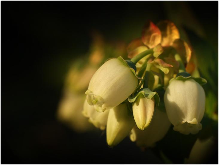 Kwiaty - Kwiatostan borówki.jpg