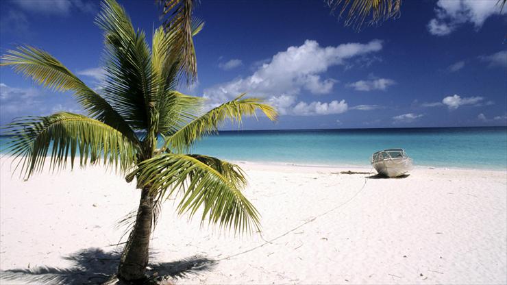 Super tapety 43 - Palm Tree, Loyalty Islands, New Caledonia.jpg