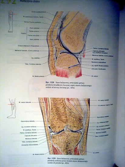 Anatomia - 21112009_030.jpg