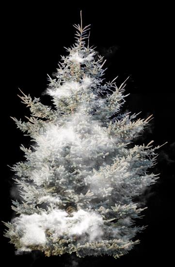 zimowe drzewka i krzewy - Faba_SLW_El 4.png