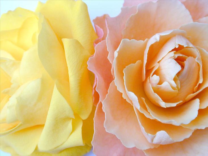 tylko róże - Rose-085.jpg