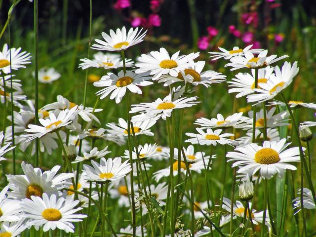 Stokrotki margaretki - wild white daisy flowers picture.jpg