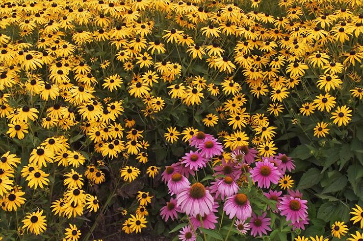 Tapety - Brown-Eyed Susans and Purple Cone Flowers.jpg