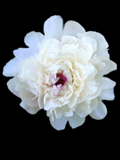   Róże białe i różowe - roza---_54.png