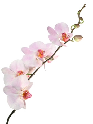 orchidea - orchidea_reference.jpg