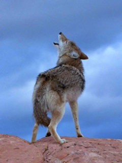 Zwierzęta - Coyote.jpg