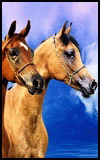 Animals - 100x160_horse_011.jpg