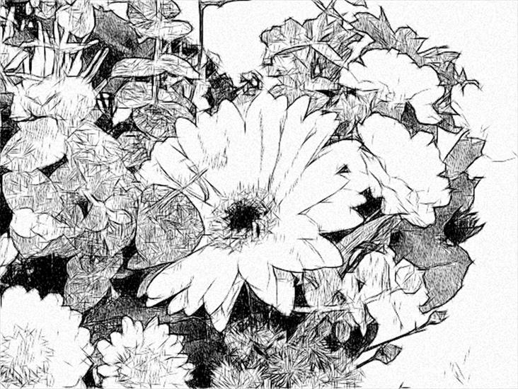 9aa - moje prace - Rysunki - kwiaty i zima - fleursdiverses0015rys2.jpg