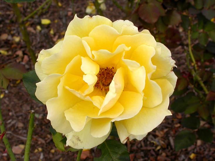 róże - yellow_rose02_med.jpg