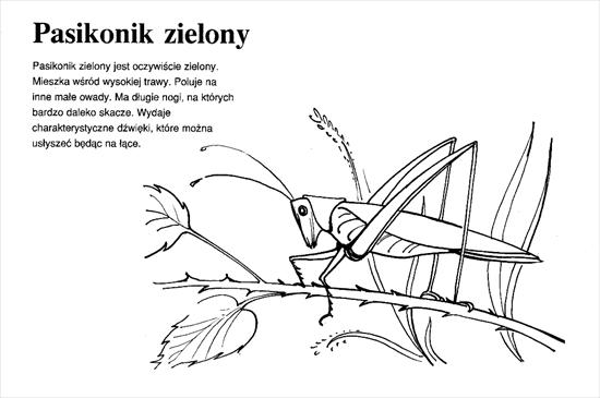 Zwierzęta na polskiej ziemi - 28.jpeg