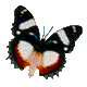 motyle,owady - 67.gif