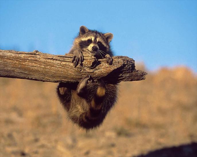 Zwierzęta - Raccoon_Baby.jpg