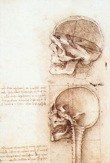 Studies  drawings - Studies of human skull1489Royal Library, Windsor.bmp