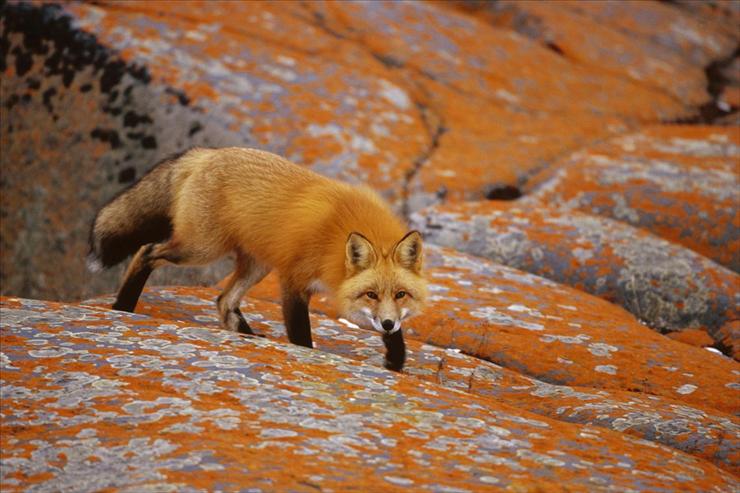 Tapety - Red Fox Among Orange Lichen, Churchill, Manitoba, Canada.jpg