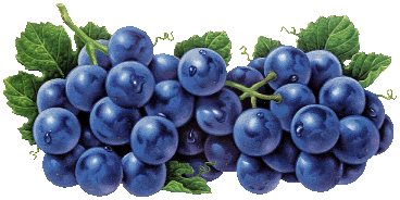 owoce - winogrono1.gif