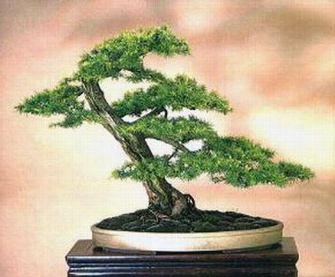 bonsai michal_r-60 - FUKINAHASHI.jpg