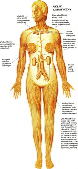 Mapy ciała - układ limfatyczny.jpg