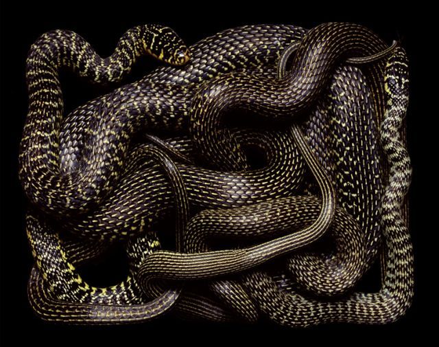 węże - snake_art_08.jpg