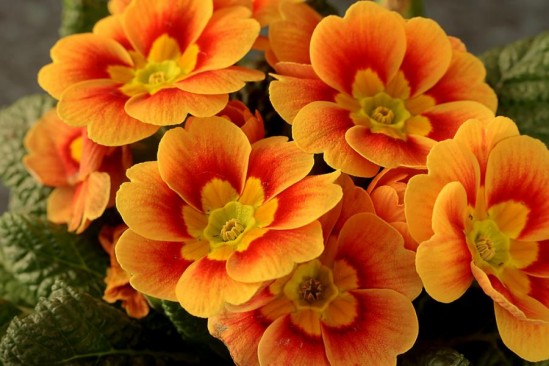 kwiaty mieszanka - -flowers-keiths-pics-Flori-flower_large.jpg